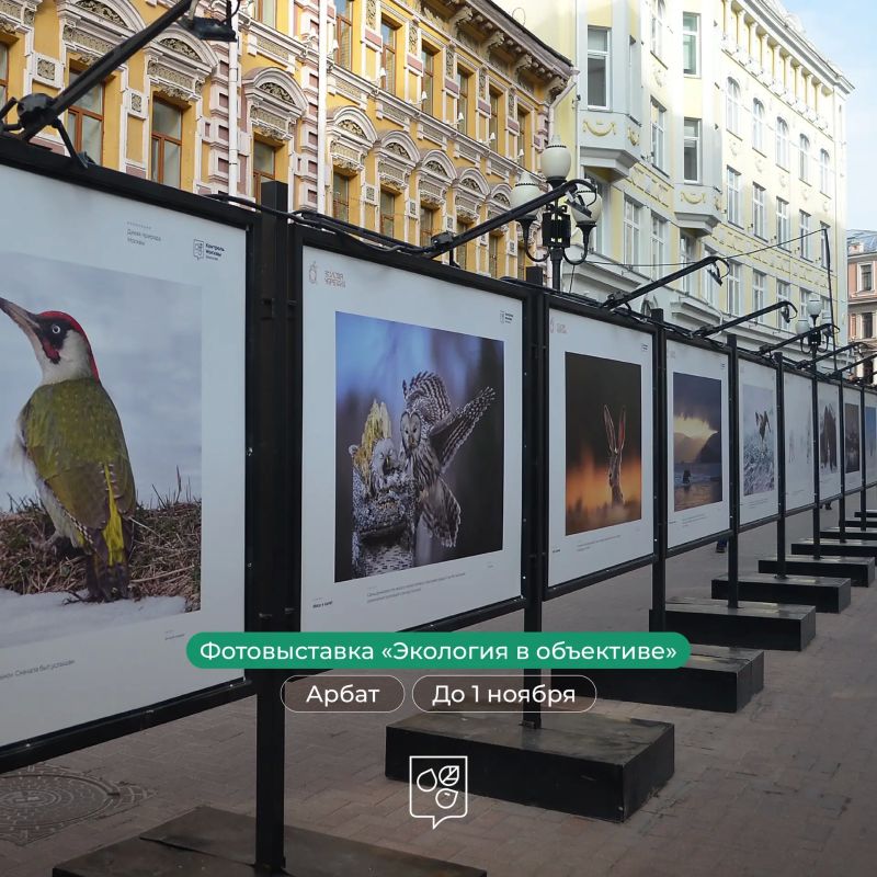 На прогулке по Арбату можно увидеть фото лосей, каракалов и косаток