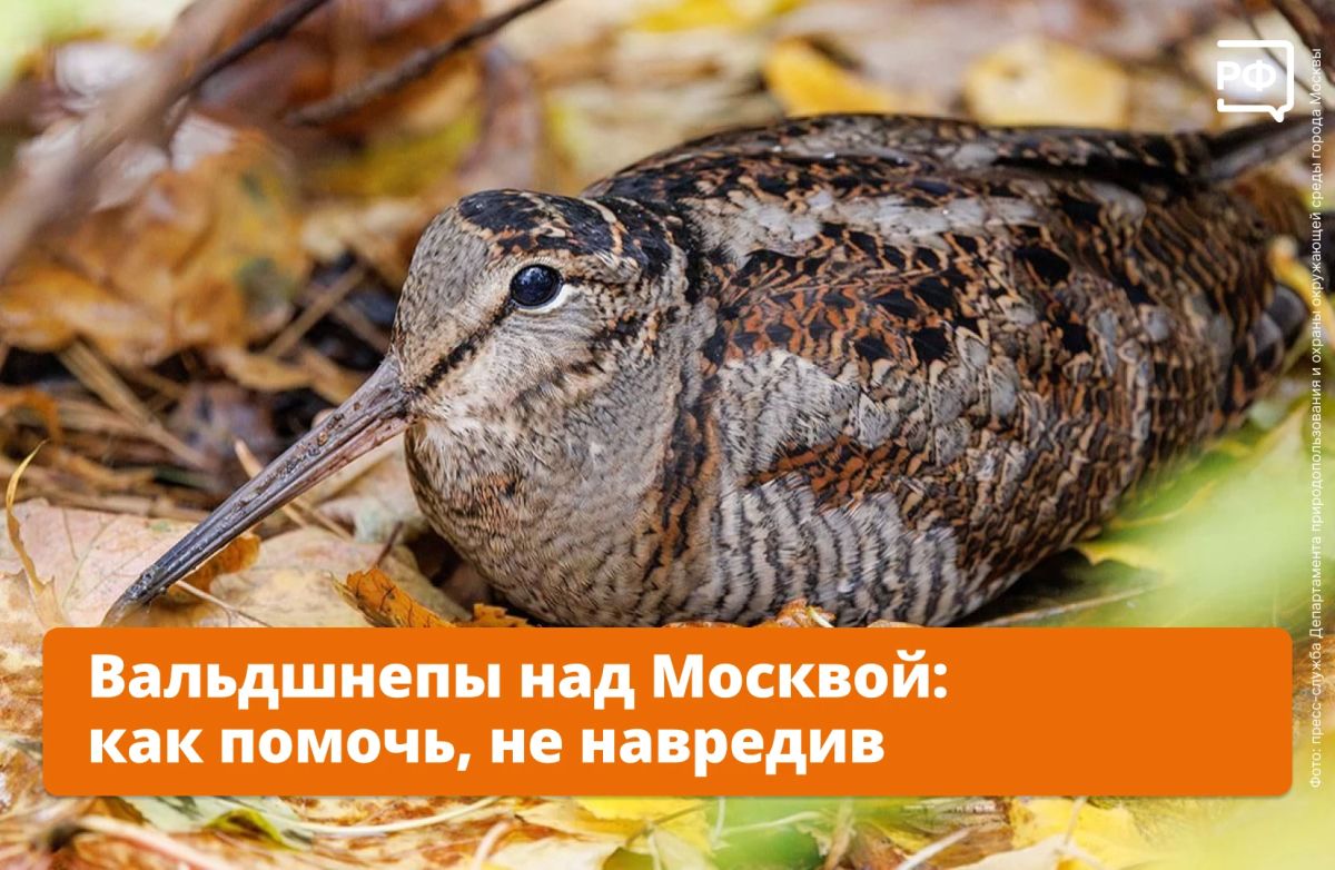 Через Москву на зимовку летят вальдшнепы!