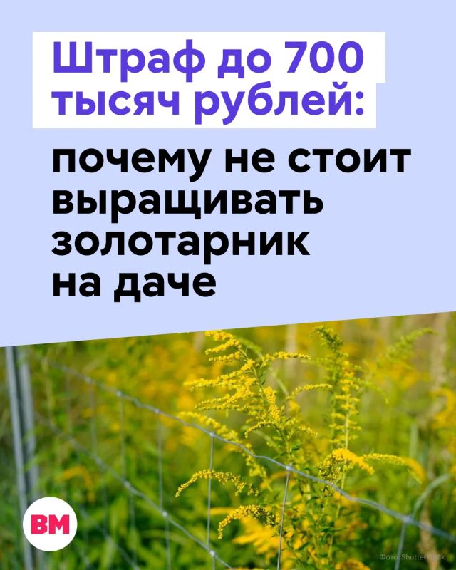 Красивый цветок на даче может обернуться штрафом до 700 тысяч рублей