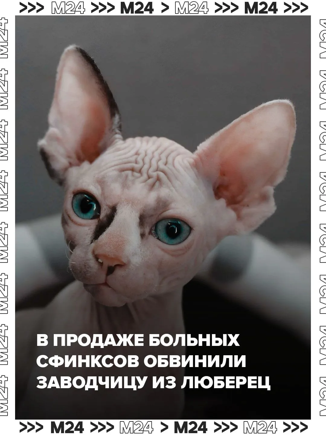 Заводчицу из Люберец обвиняют в продаже больных котят сфинксов