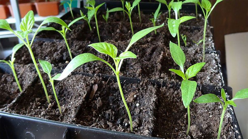 Защита рассады от вытягивания