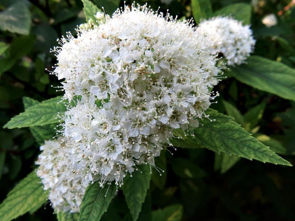 Как сделать влажный сад цветущим: три растения для борьбы с сыростью