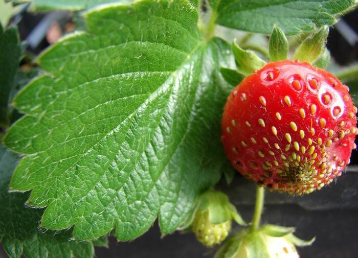 Секреты щедрого урожая: как вырастить идеальную клубнику