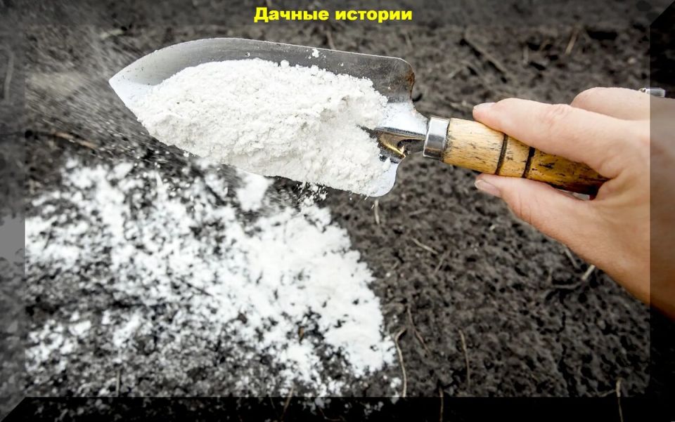 Осенние хитрости для вашего огорода