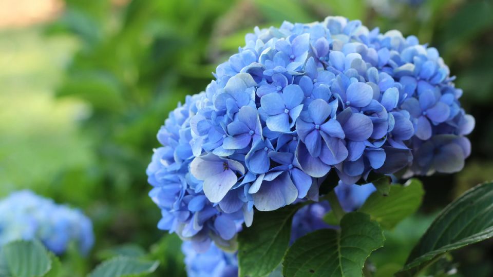 Как ухаживать за гортензиями в конце августа: секреты будущего цветения