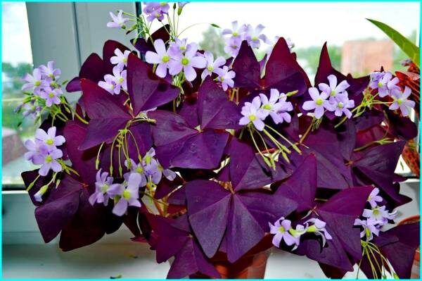 Кислица: волшебный цветок-бабочка для вашего интерьера