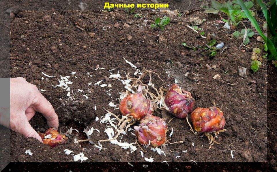 Осенняя посадка лилий: секреты успешного цветения