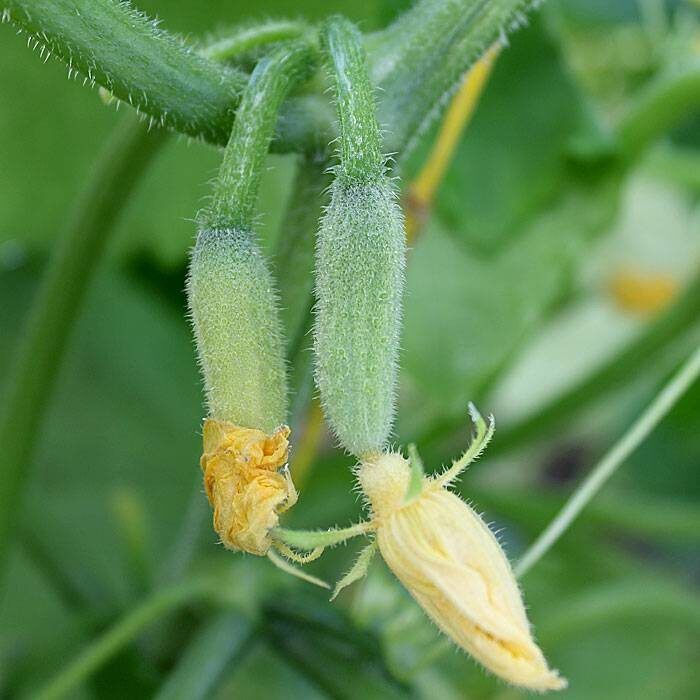 Огурцы перестали расти: Как вернуть жизнь завязям и обеспечить богатый урожай