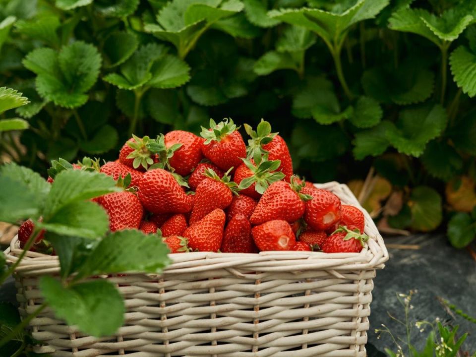 Вертикальная клубника: как вырастить много ягод без лишних усилий