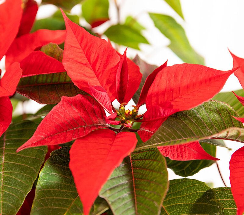 Как заставить пуансеттию цвести: секреты ухода