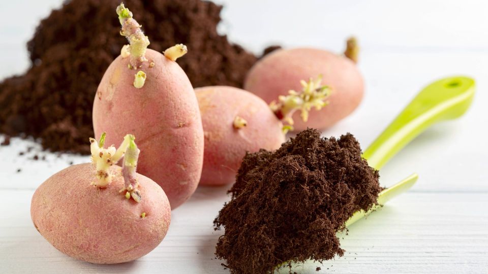 Комнатные растения зацветут как в оранжерее: поливайте этим «мусором»