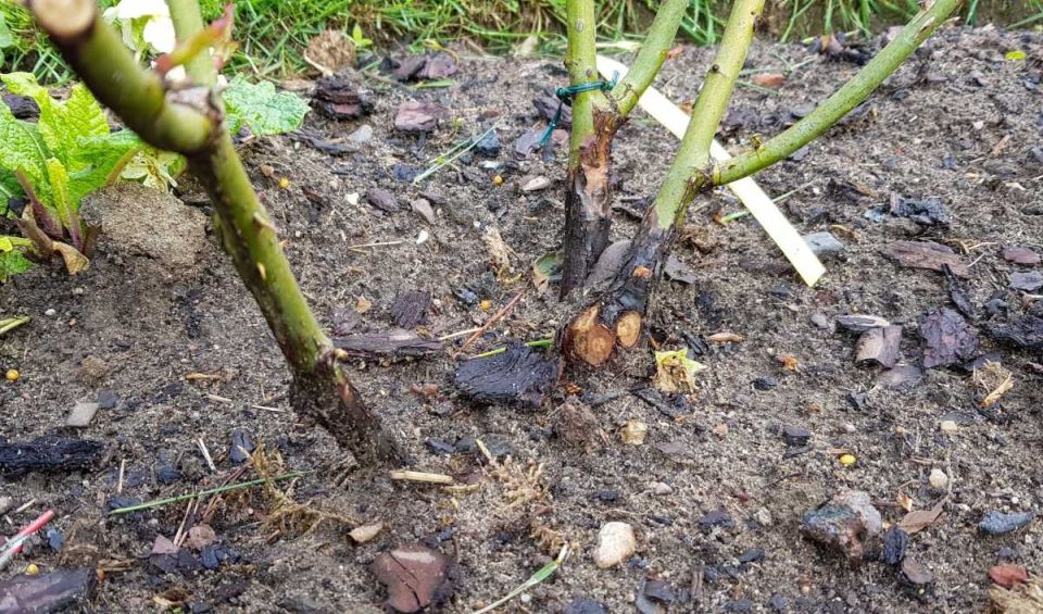 Розы после зимы: как спасти любимые цветы от почернелых побегов