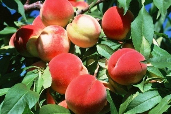 Сладкий рай: персик Краснощёкий