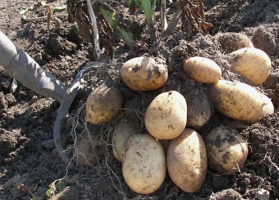 Как дерево, так и урожай: секреты богатого сбора картофеля