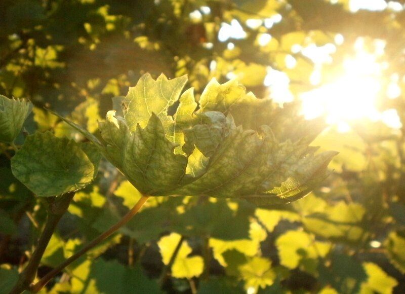 ������ ������� ��������� ��������� �� �������� � ��� ������������: ��� ������� �������