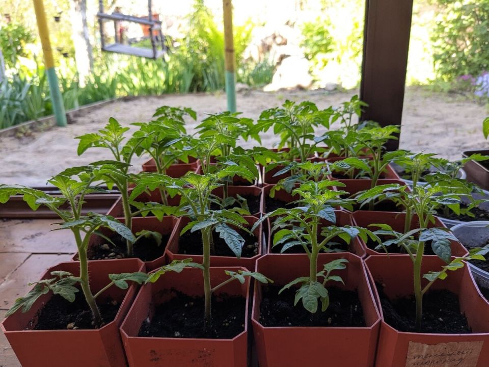 Суббота с помидорами: как дачники отмечают высадку томатов в открытый грунт