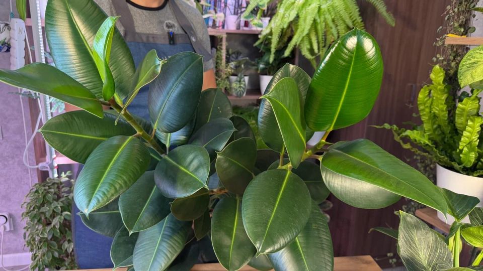 �����������-���������� ������ ��������: ��� �� ������� � ����� ��������� ��������?