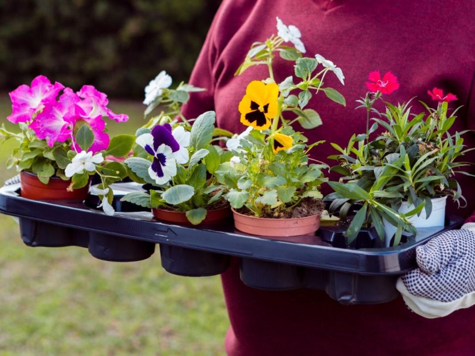 ������� ���������� �� ����� �������, ����������� ��������� ���������