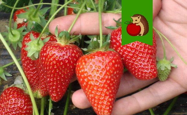 ��� ������� ��������� �������� ��� ������ ����: ������ ����� � �� �����������