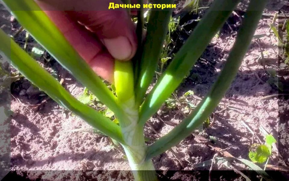 Секреты удаления стрелок у репчатого лука: полезные советы для садоводов