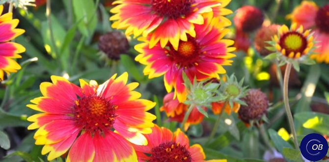 Скороспелые многолетники: удивительно красивый сад всего за один сезон