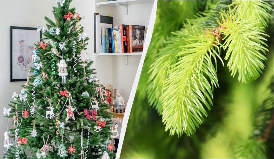 Как ваша новогодняя елка может стать настоящим строителем экосистемы в саду