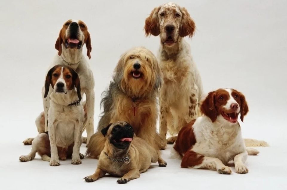 Штрафы за жестокое обращение с животными выросли: что нужно знать