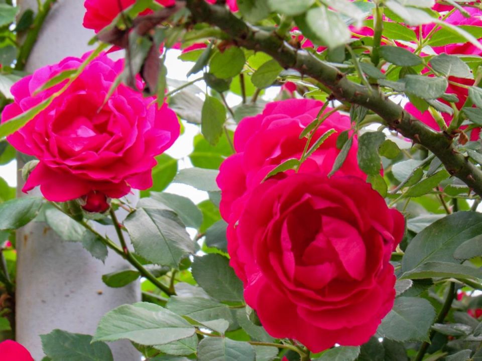 ��� �������� �������� ��� �� ���������� ����� ����: ������ �� ���������