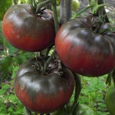 ����� ���������: ������� ������ � ���������� ������ ��� ������� � ���������