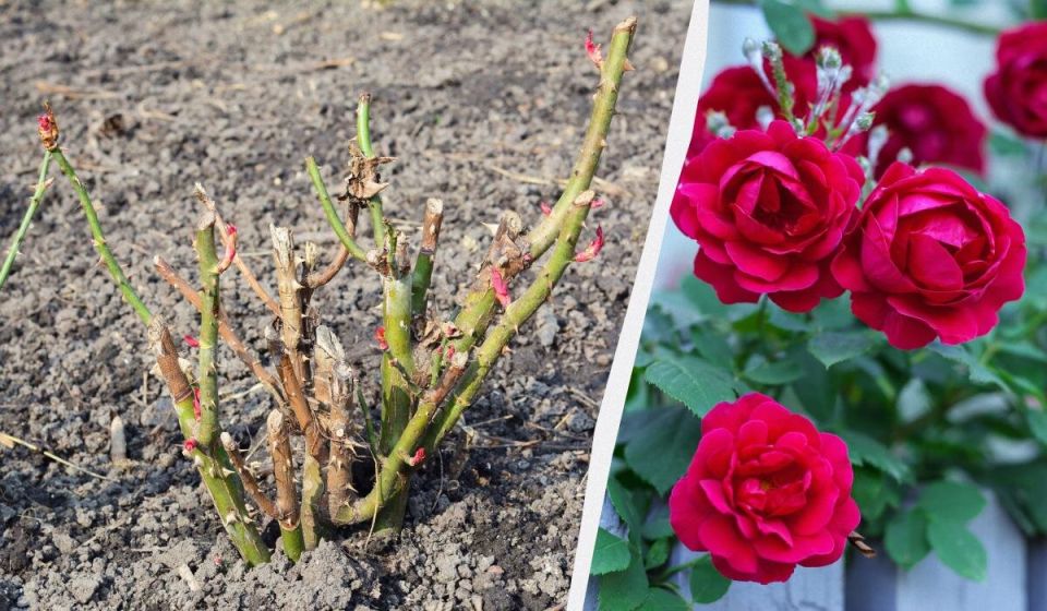 ����� ���� ��������� ����: ������� ������� �� �������