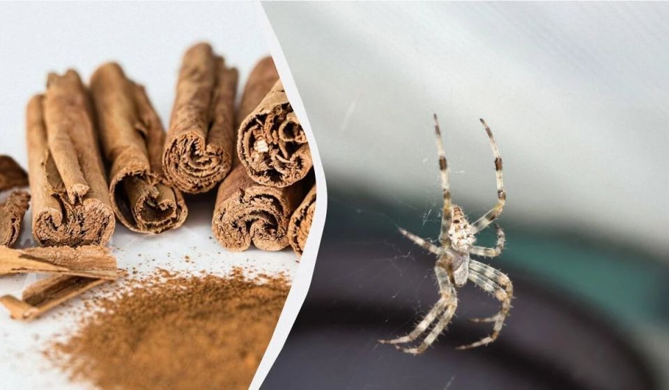 ����������� ������ ������ ������: ��� ������ ������ ����� ����������