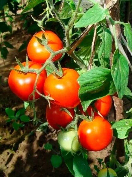 ��� ��������� ���������� ������: ��������� ������ ��� ������ �������