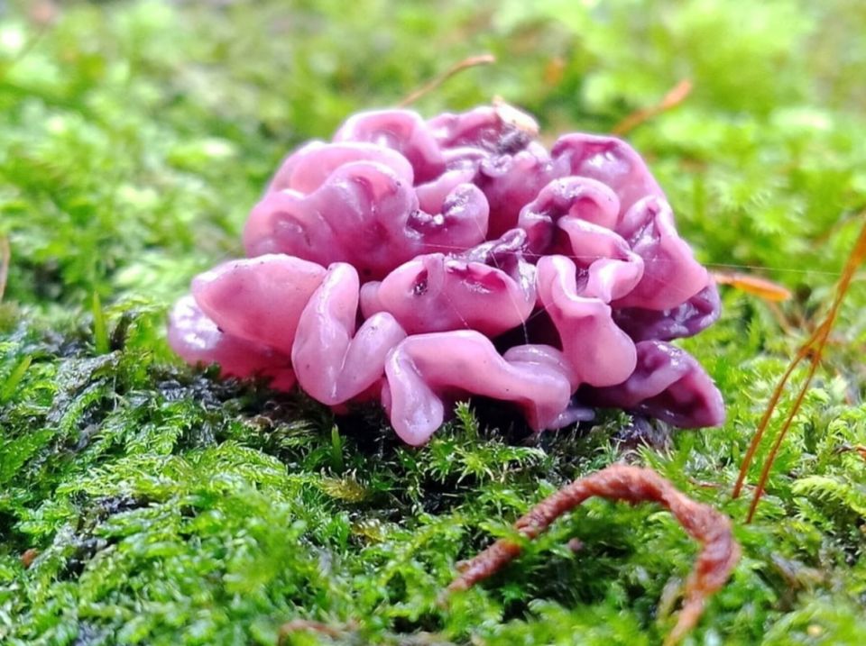 ���������� ����������� �����, ��������� � ���������� �����������