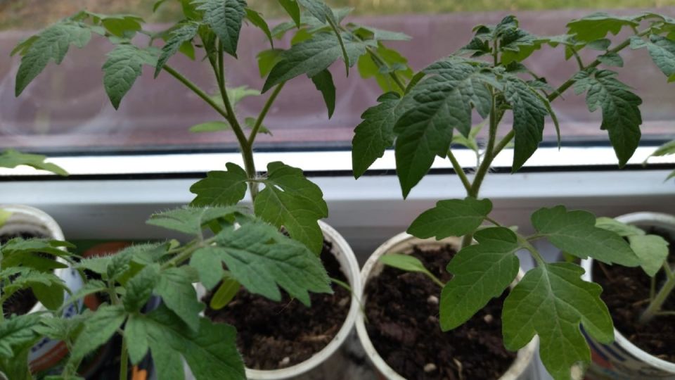 Сеем 3-5 февраля: как получить сверхранний урожай помидоров – без теплицы и без фитофторы