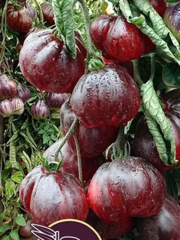 ����� �������� ������� ����������: ������������ ���� ��� ��������� ��������