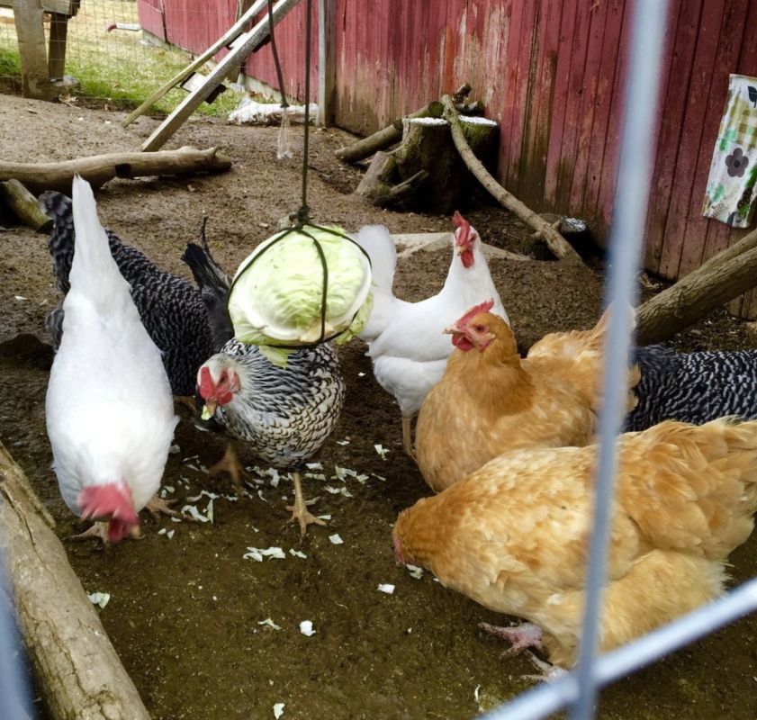 ������� ��������� ���: ������� ��������� ������������