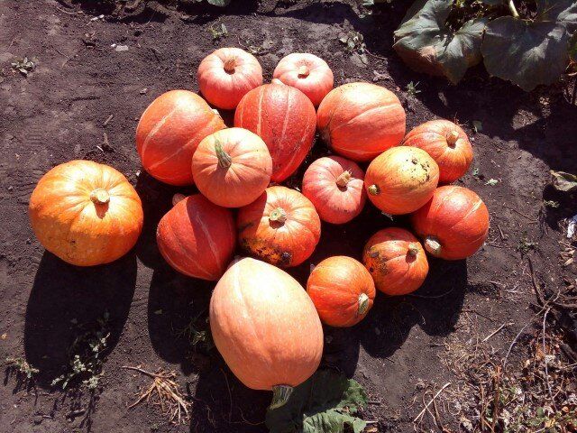 ��� ����������, ��� ����� ��������� ������� �� ������