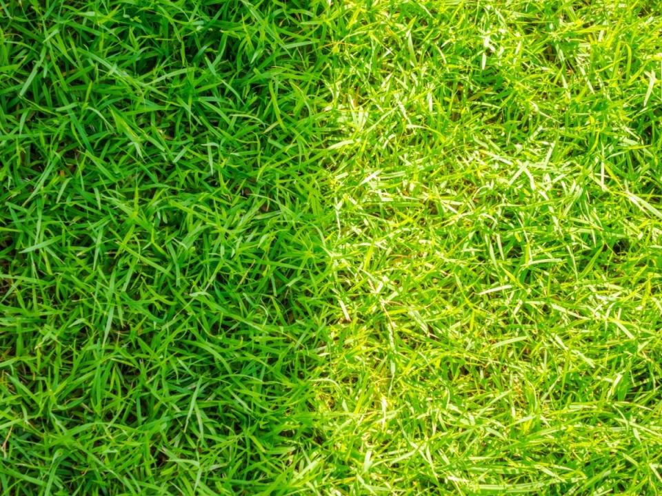 ������ ����� ������: ��� �������� ���� ����� ���� ������� ������� ������