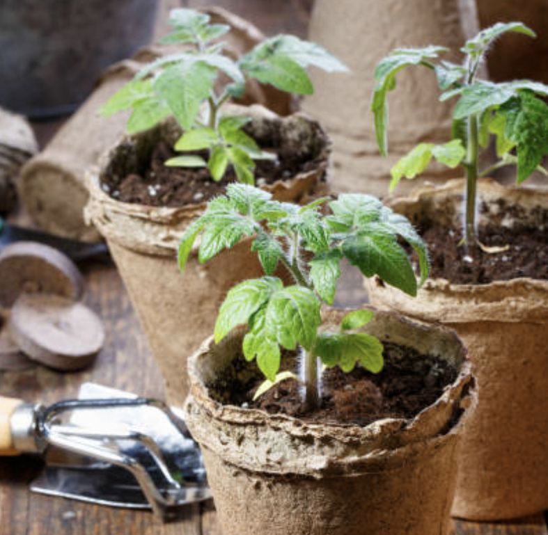 Как правильно пикировать томаты: советы для успешного роста