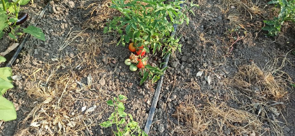 Устойчивые к фитофторе: пять ранних сортов томатов с высоким урожаем