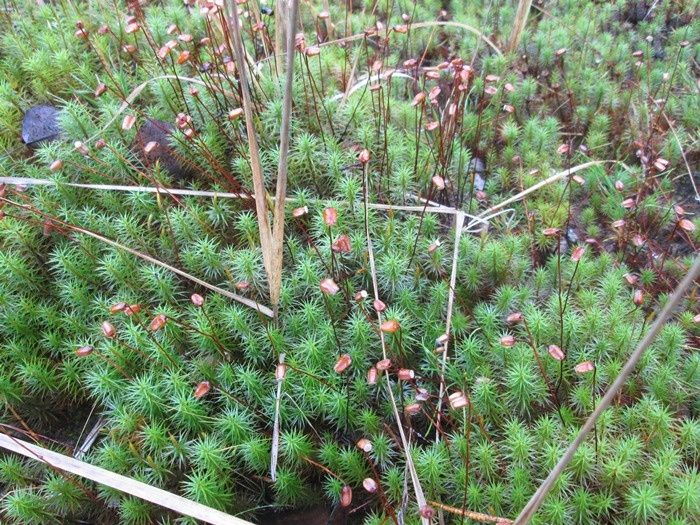 Мир лесных мхов