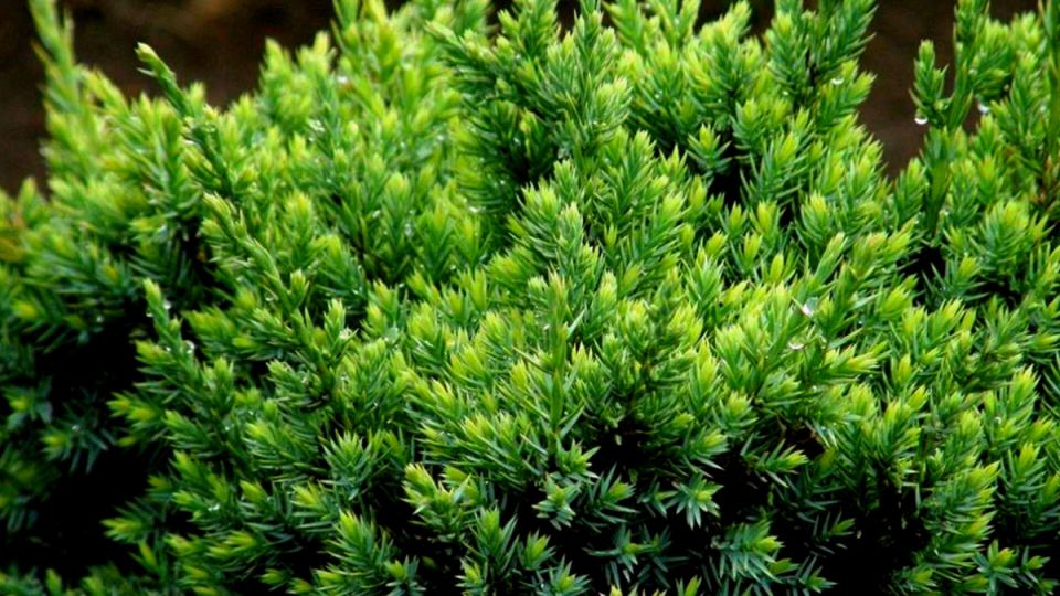 Соседство с природой: три хвойных растения для новогоднего уюта