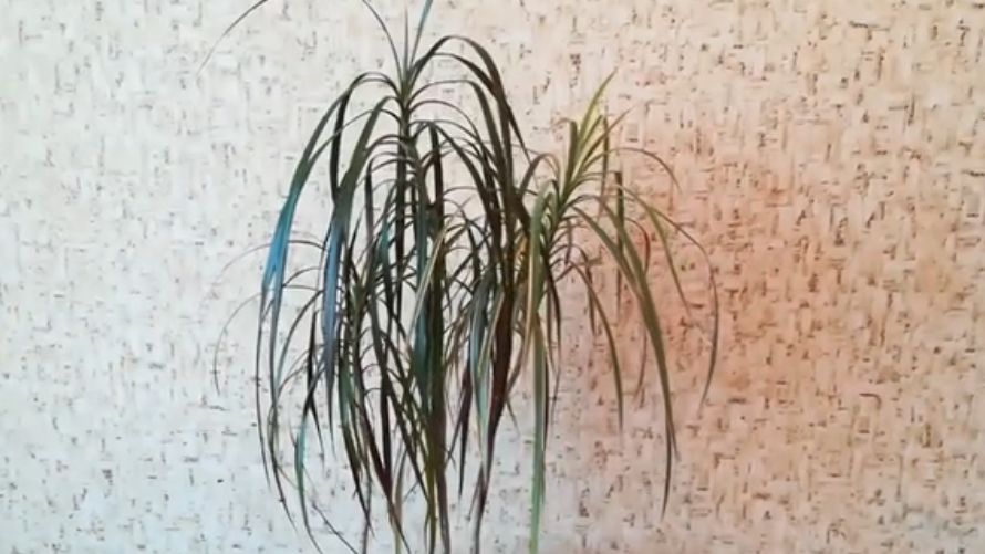 �������: ��� �������� ��������� � ������� ������