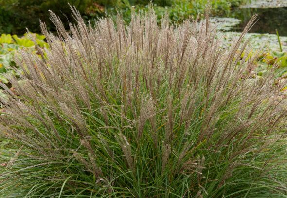 Пампасная трава: секреты успешного выращивания в условиях холодного климата