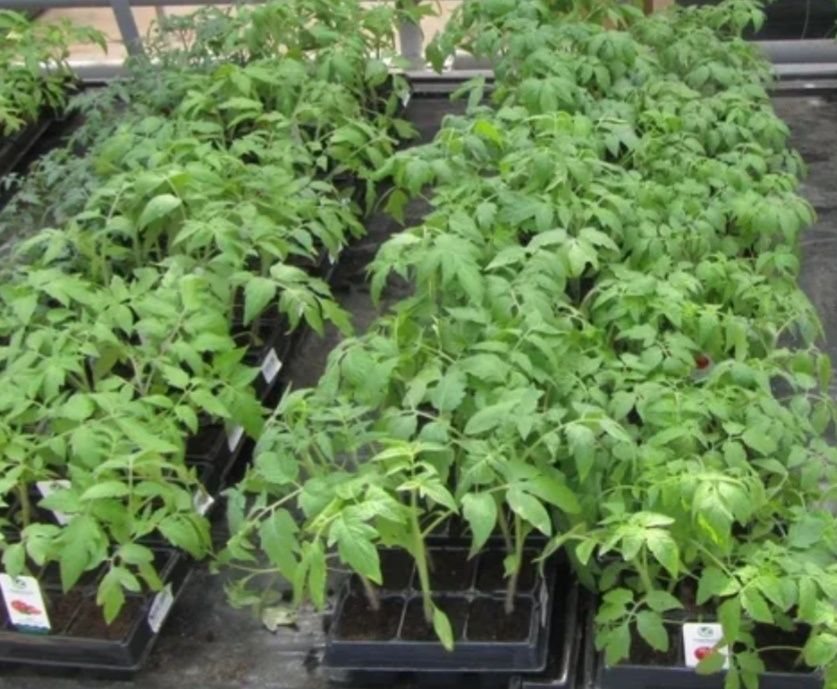 ������ �������: ��� ����������� ������� � ����� ����� � ������