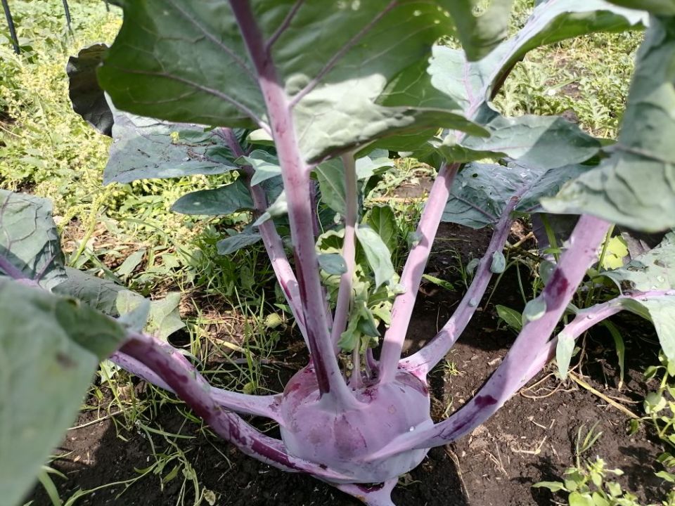 ��������: ����������� �������� ��� ������� �����