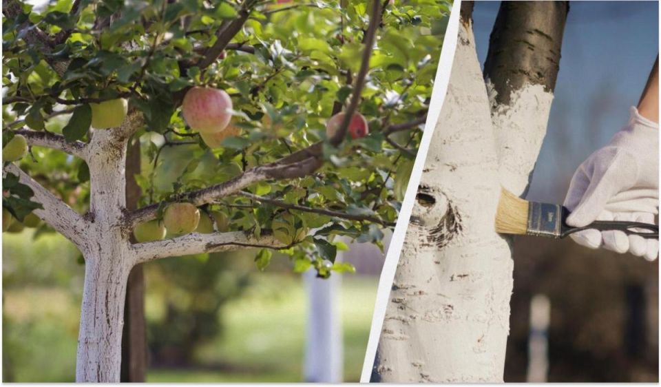 ��� �������� �������: ������� ������� ������� ��� ����