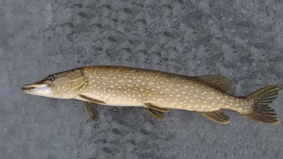 ��������� ������ ����: ������ � ������� ��� ��������