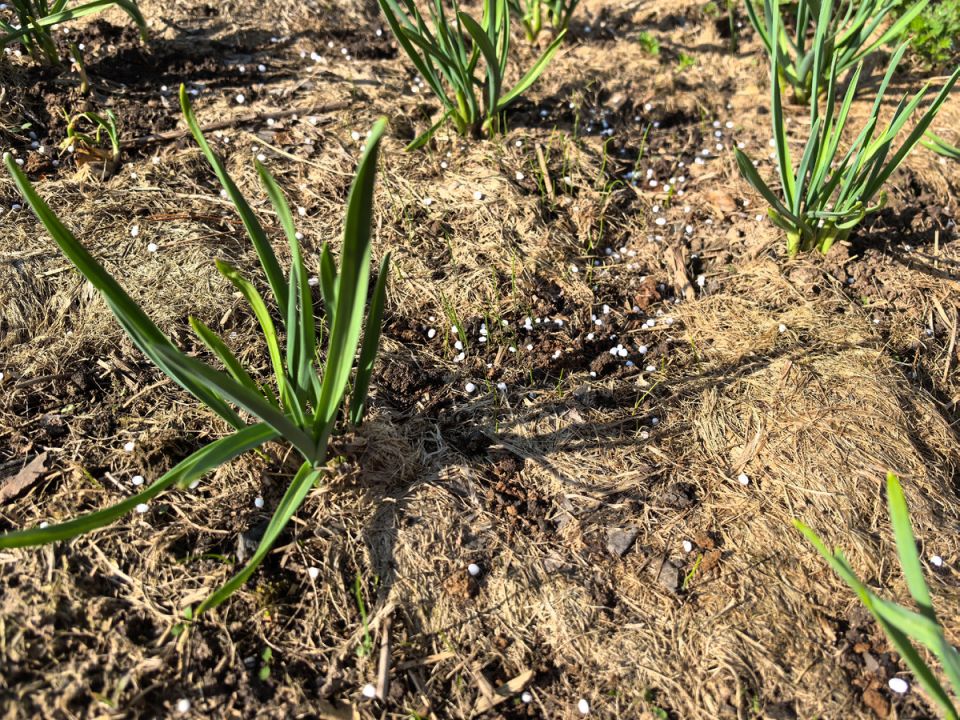 ��� ��������� ��������� �� �������� ������: ������� ��������� ������