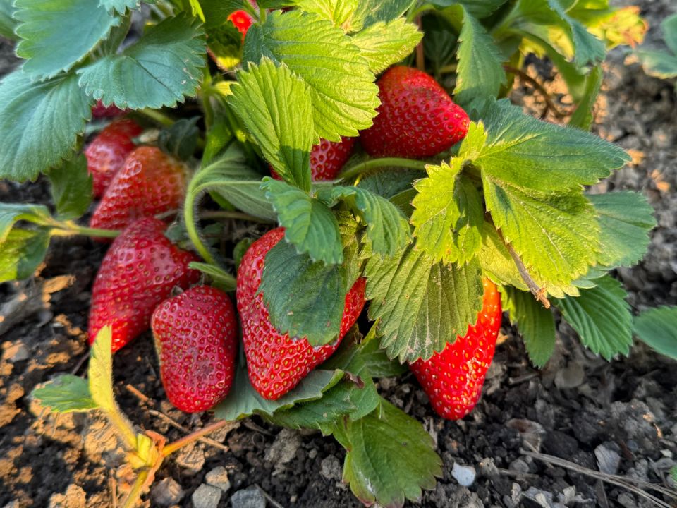 ������������ ���������, ������� �������� ���������� �������� �� 10 ����